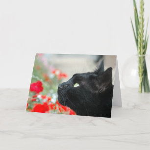 Cartão de Saudações - Observando