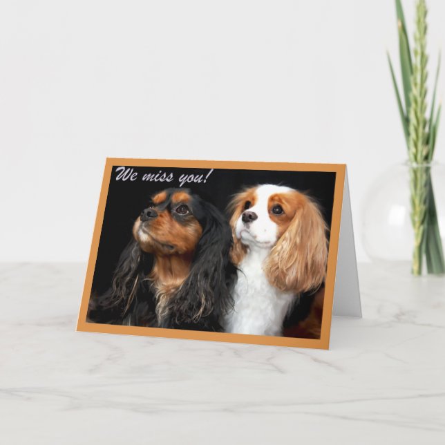 Cartão de saudade do seu Cavalier King Charles Spa (Frente)