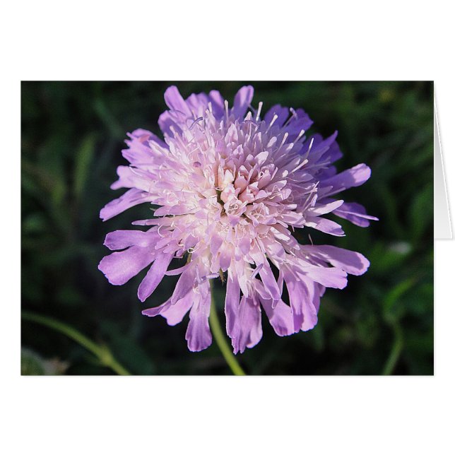 Cartão de Scabiosa lilás, em branco, gestaltbar (Frente Horizontal)