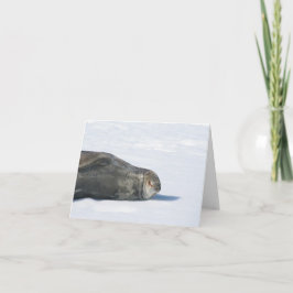 Cartão de selo do Weddell