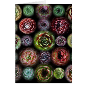 Cartão de Sempervivum