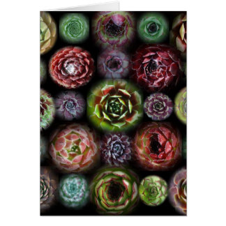 Cartão de Sempervivum