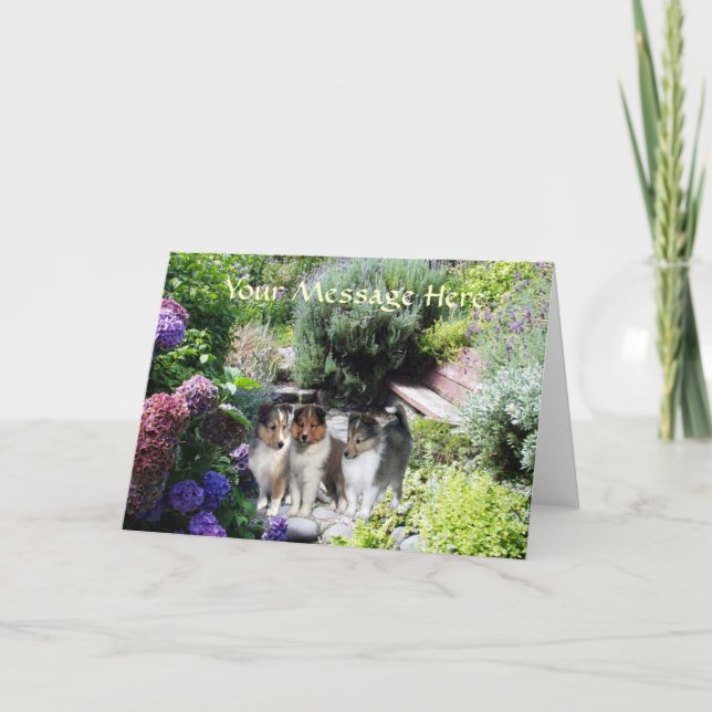 Cartão de Sheltie (Frente)