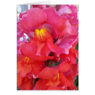 Cartão de Snapdragon (vazio para dentro)
