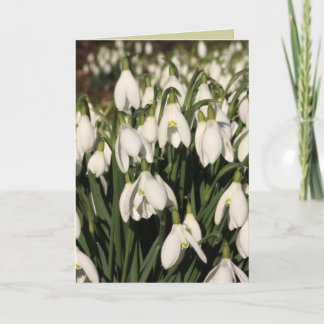 Cartão de Snowdrop