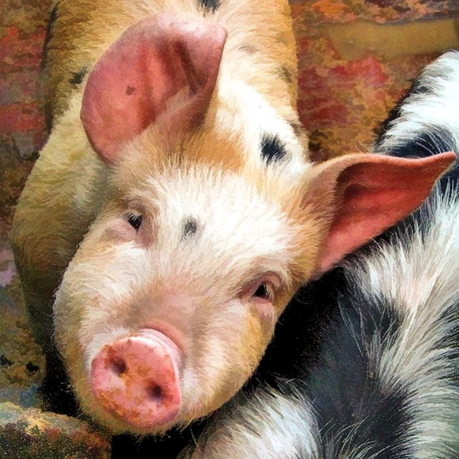 CARTÃO DE SUÍNOS (Criador carregado)