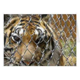 Cartão de tigre fechado (h)