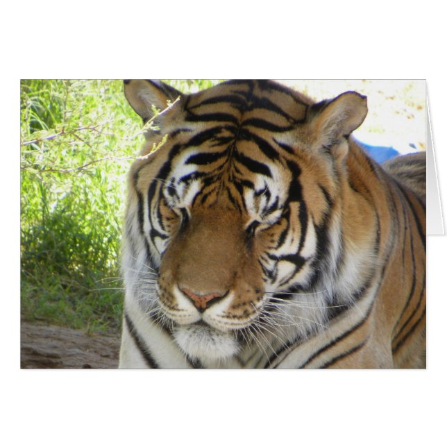 Cartão de tigre para dormir (h) (Frente Horizontal)