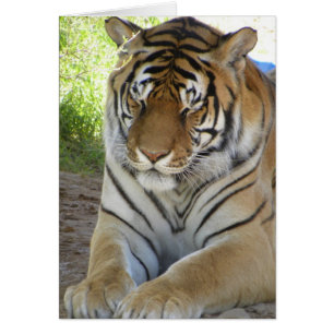 Cartão de tigre para dormir (v)