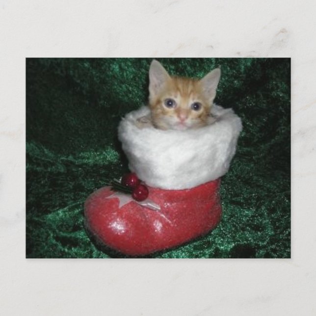 Cartão de Timon (Frente)