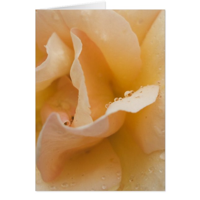 Cartão de toque gentil da Grace (Frente)