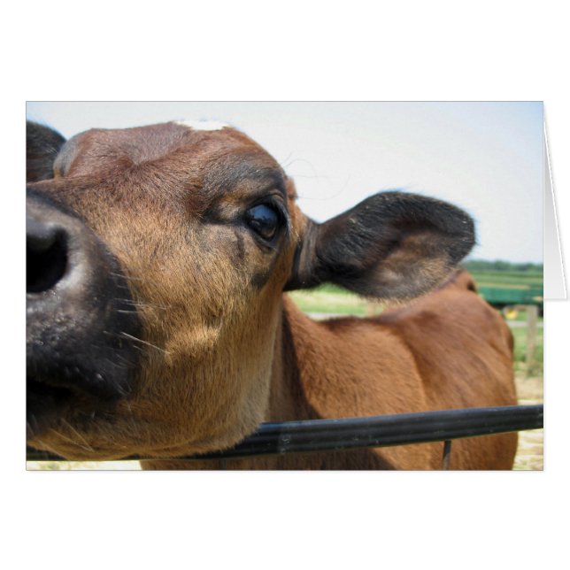 Cartão de Vaca Curioso (Frente Horizontal)