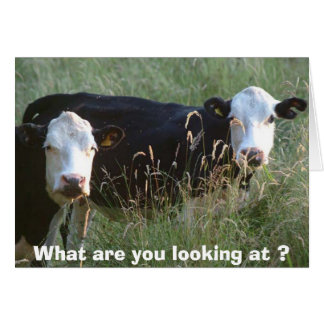 cartão de vacas bobos