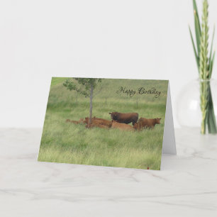 Cartão de Vacas no Campo de Aniversário Pacífico
