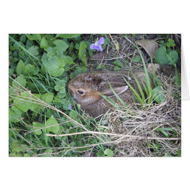 Cartão de Vazio Bebê Rabbit (Frente Horizontal)