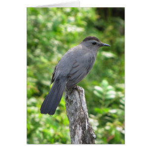 Cartão de Vazio Catbird