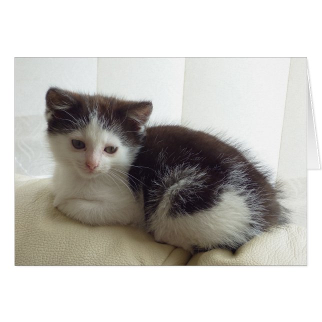 Cartão de vazio com gatinho fofo posando (Frente Horizontal)