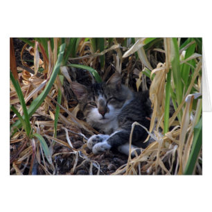 Cartão de Vazio de Gato Shy Boy