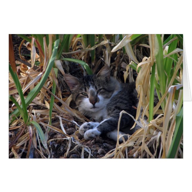 Cartão de Vazio de Gato Shy Boy (Frente Horizontal)