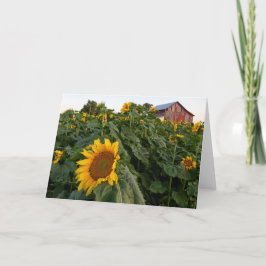 Cartão de Vazio de Girassol Vermelho