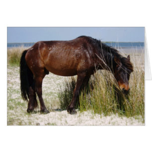 Cartão de Vazio para cavalos do Shackleford Bank