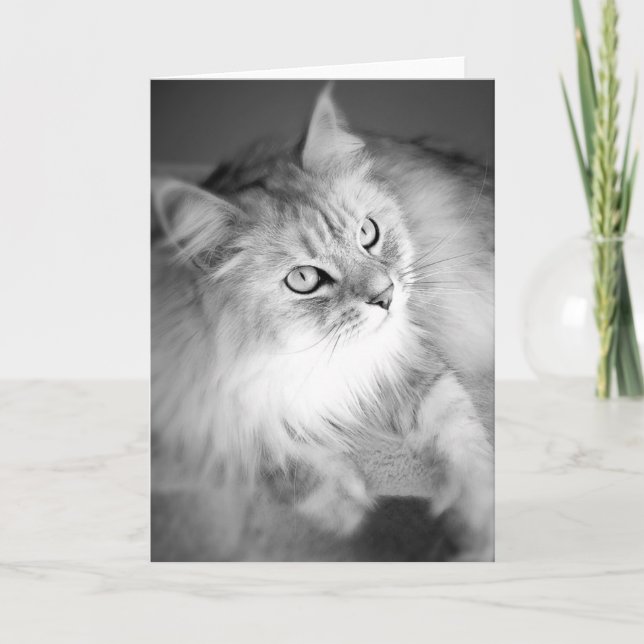 Cartão de Vazio Siberiano Sensacional (Frente)