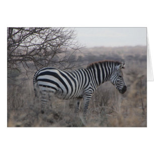 Cartão de vazio Zebra