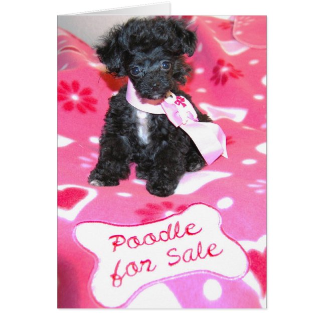 Cartão de venda de Toy Poodle Negro Puppy para ven (Frente)