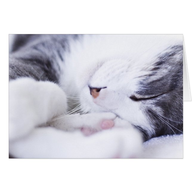 Cartão de vida de gato vazio (Frente Horizontal)
