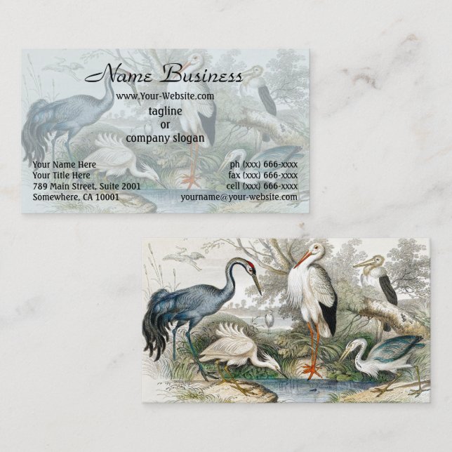 Cartão De Visita 1866 Crane, White Stork, Heron, Little Egret &Tree (Frente/Verso)