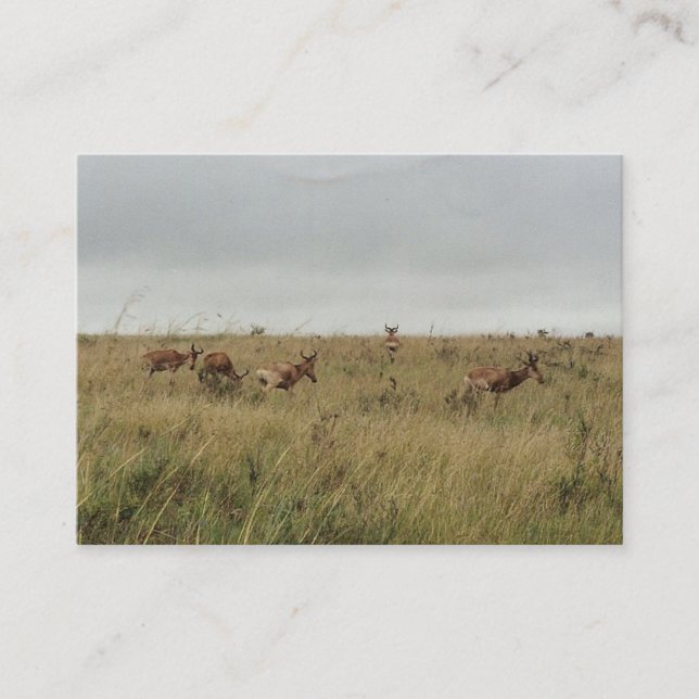 Cartão De Visita África Animais selvagens do Quénia (Frente)