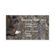 Águia-careca com um peixe-gato