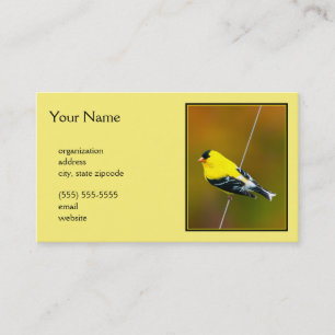 Cartão De Visita American Goldfinch - Fotografia original