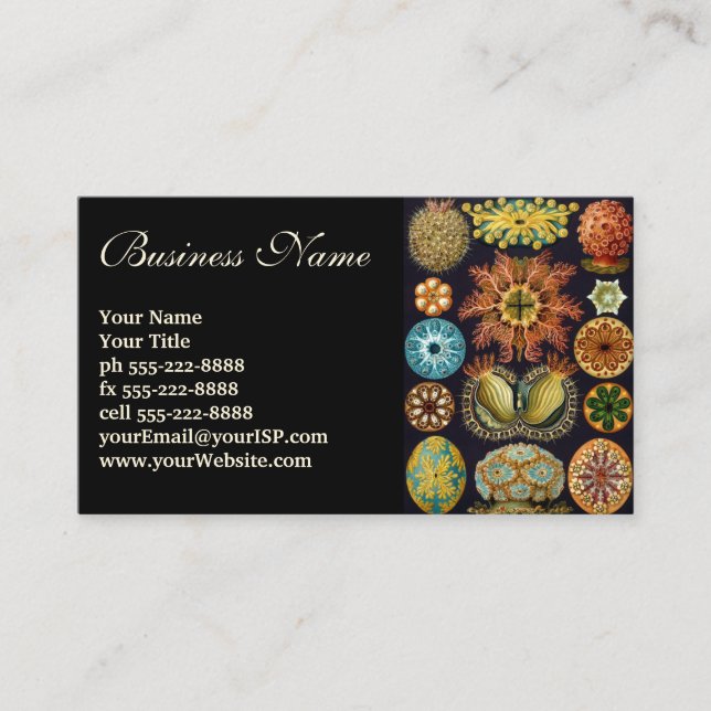 Cartão De Visita Ascidiae por Ernst Haeckel, Animais Marinhos Vinta (Frente)