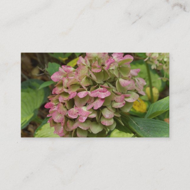 Cartão De Visita Autumn Hydrangea Bloom com Ouro Hosta Leaves (Frente)
