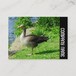 Cartão De Visita Banda lateral - Ganso Greylag