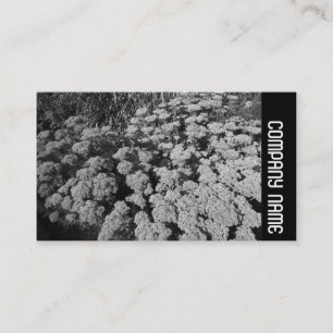 Cartão De Visita Banda lateral - Sedum "Autumn Joy"