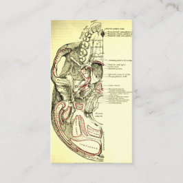 Cartão De Visita Base da anatomia do vintage do external do crânio