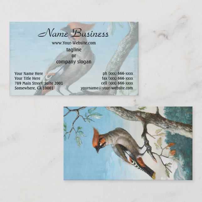 Cartão De Visita Bird Study de George Edwards (1694-1773) (Frente/Verso)