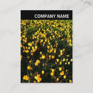 Cartão De Visita Cabeçalho V - Foto - Crocuses