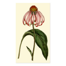 Cartão de visita de Flor Negrito