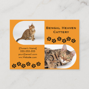Cartão de Visita de Gatinho Bengal Foto Personal