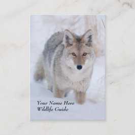 Cartão de visita do chacal do guia dos animais