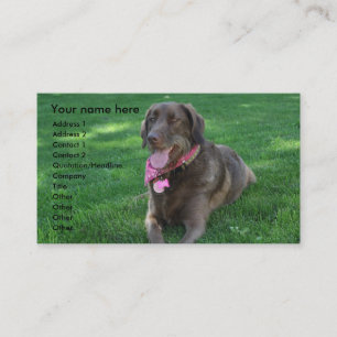 Cartão de visita dos cuidados dos animais de