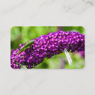 Cartão De Visita energia katydid