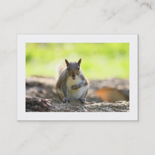 Cartão De Visita Esquilo de cinza (Bordado)