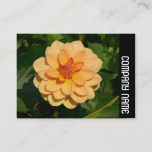 Cartão De Visita Faixa Lateral - Dahlia 'David Howard'