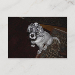 Cartão De Visita Filhote de cachorro do setter inglês