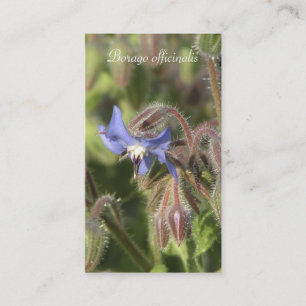 Cartão De Visita Fim-acima azul da flor dos officinalis do Borago