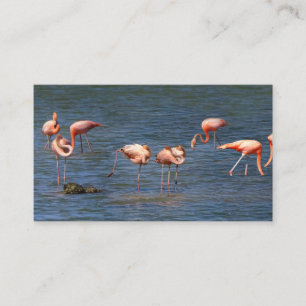 Cartão De Visita Flamingos